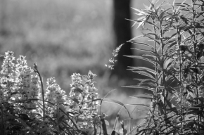 Černobílá poezie - Maminčiny květiny