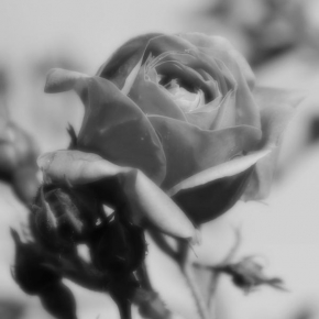 Černobílá poezie - Růže
