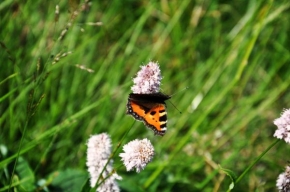 Život květin - Krkonošský motýl