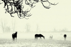Černobílá poezie - Koně