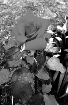 Černobílá poezie - Růže
