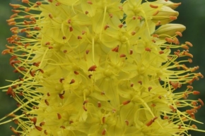 Život květin - Tisíce tyčinek - eremurus