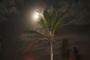 Večer a noc ve fotografii - Karibská palmová noc