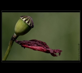 Život květin - Fotograf roku - Kreativita - Makový kravaťák