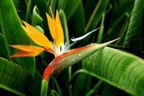 Život květin - "Pták ráje"