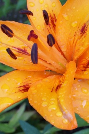 Život květin - Vláha budiž pochválena