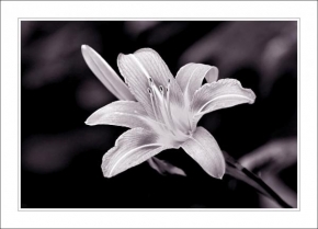 Život květin - Obyčejná něžnost