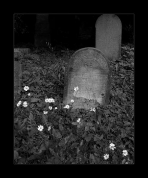 Život květin - Život a smrt.
