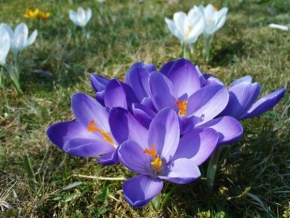 Život květin - Jarní šafrán