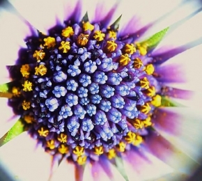 Život květin - Květ detail