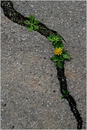 Život květin - Fotograf roku - Kreativita - Příběhy z asfaltu