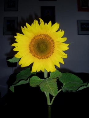 Život květin - Žlutá hypnotizace