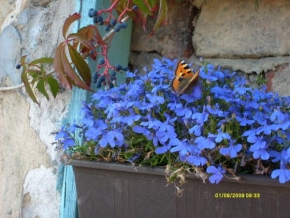 Život květin - Lákavá modrá..