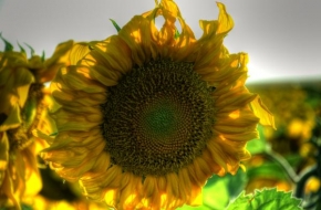 Život květin - Slunečnice 2