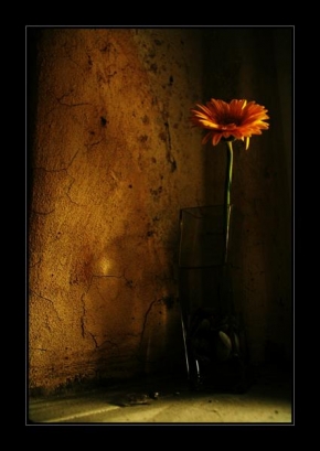 Život květin - Kráska v nesnázích