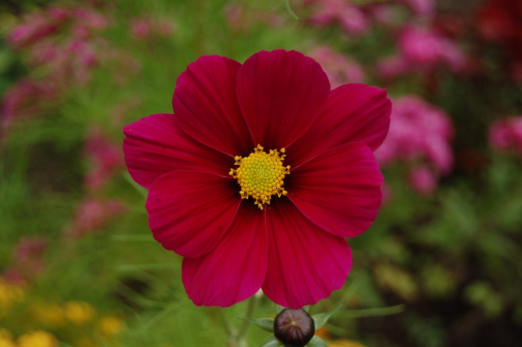 Detail purpurového květu