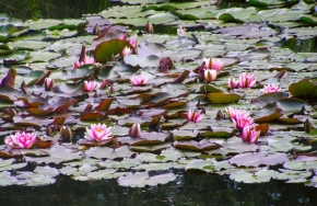 Život květin - Na rybníku