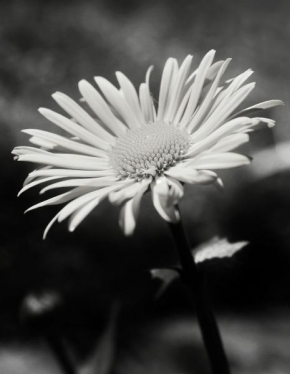 Život květin - Ozářená