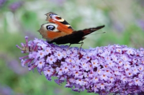 Život květin - Chutný nektar