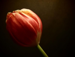Klára Řezáčová - Tulipán