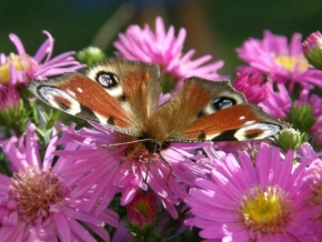 Romana Kolářová - Květiny s motýlkem
