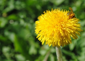 Život květin - Ťažký oriešok pre včielku