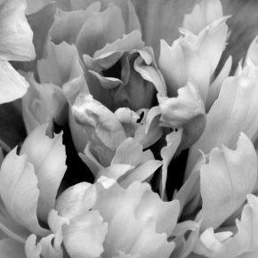 Život květin - Černobílá poezie okvětních lístků pivoňky