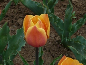 Život květin - Prostě tulipán