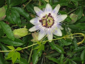 Život květin - Mučenka na ostrově Žirje