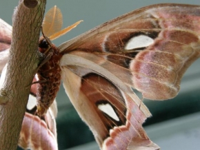 Fotograf roku v přírodě 2010 - Motýl 1