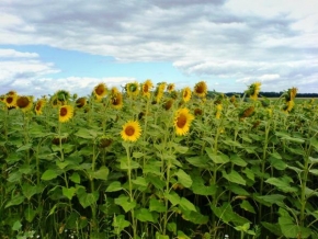 Život květin - Slunečnicové pole