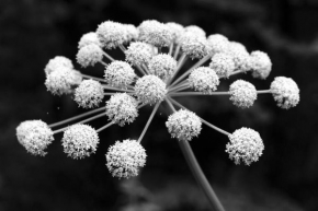 Život květin - černobílá klasika