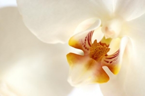Život květin - Orchidej