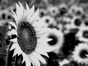 Život květin - Pohled za sluncem