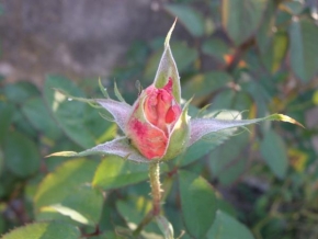 Život květin - Poupě růže