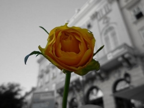 Život květin - Růžin výlet do Vídně