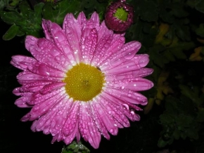 Život květin - Kapka rosy