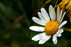 Život květin - Kopretina
