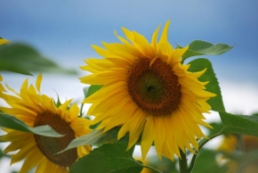 Život květin - Malé slunce