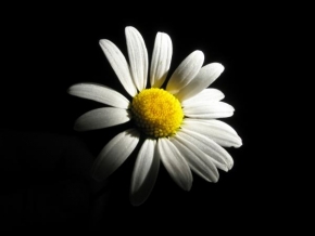 Život květin - Kopretinka