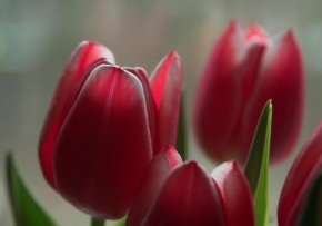 Život květin - Tulipány