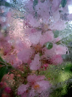 Život květin - Fotograf roku - Kreativita - Utajená krása