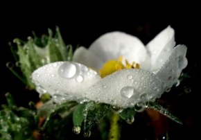 Život květin - Urousaný jahodový květ