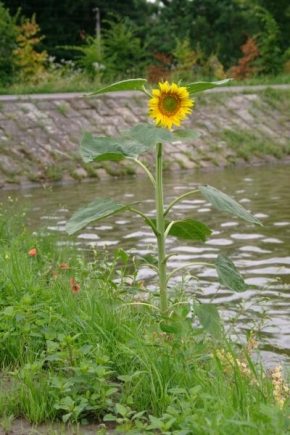 Život květin - Slunečnice