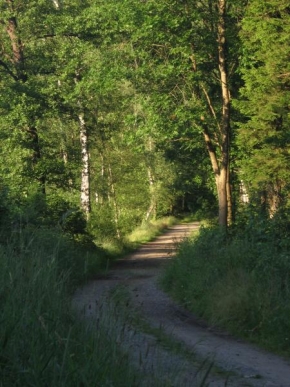 Dita Kloudová - Lesní cesta