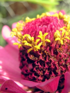 Život květin - Před oroseným objektivem