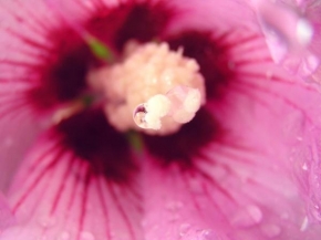 Život květin - Na špičkách pestíků