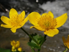 Život květin - Pri potoku