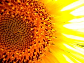 Karolína Honsová - Slunečnice-slunce na zemi
