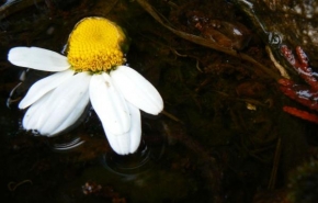 Život květin - Plující kopretinka